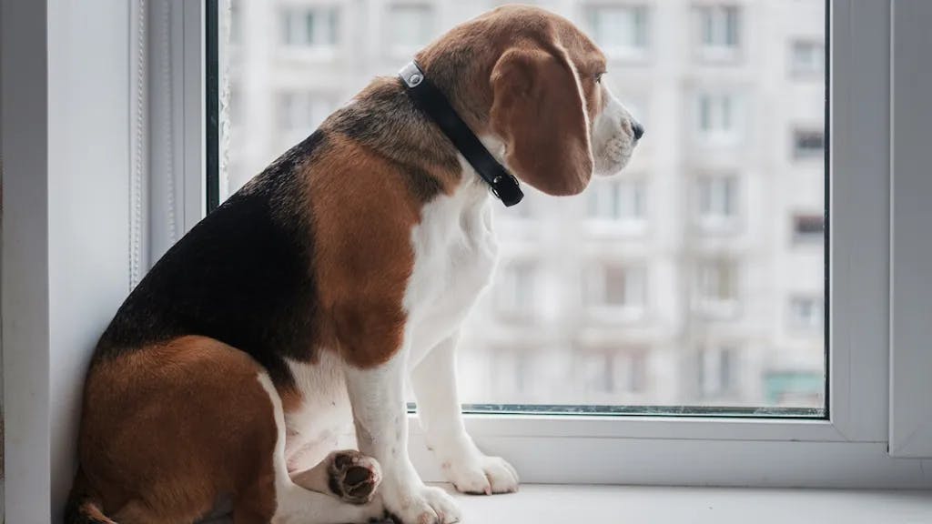 Hund der Beagle-Rasse sitzend auf dem Fensterbrett und starrt aus dem Fenster