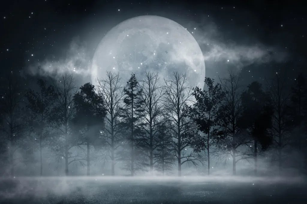 Dunkler Wald. Schöne dunkle Szene mit Bäumen, großer Mond, Mondlicht. 